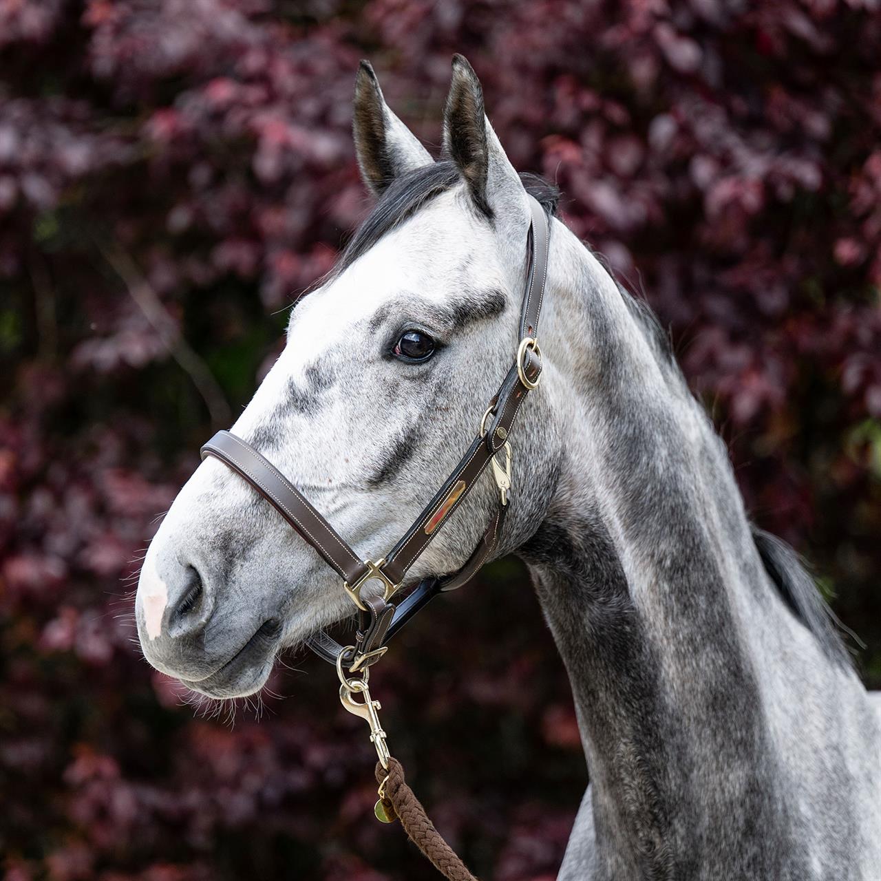 Dark Slate Gray EQUEST® Lederhalfter Inscribe