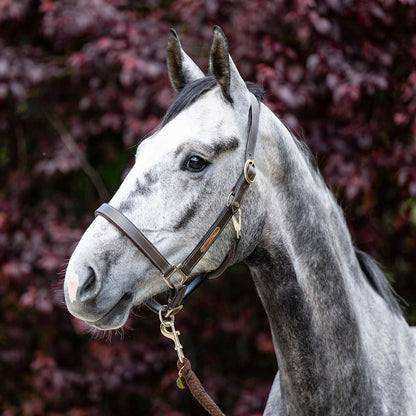 Dark Slate Gray EQUEST® Lederhalfter Inscribe