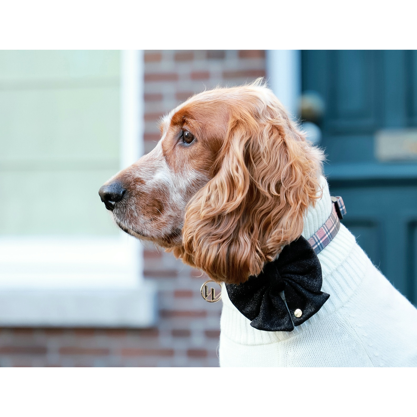 Festliche Schleife XL – Schwarz – Hunde-Schleife Weihnachten