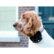 Festliche Schleife XL – Schwarz – Hunde-Schleife Weihnachten