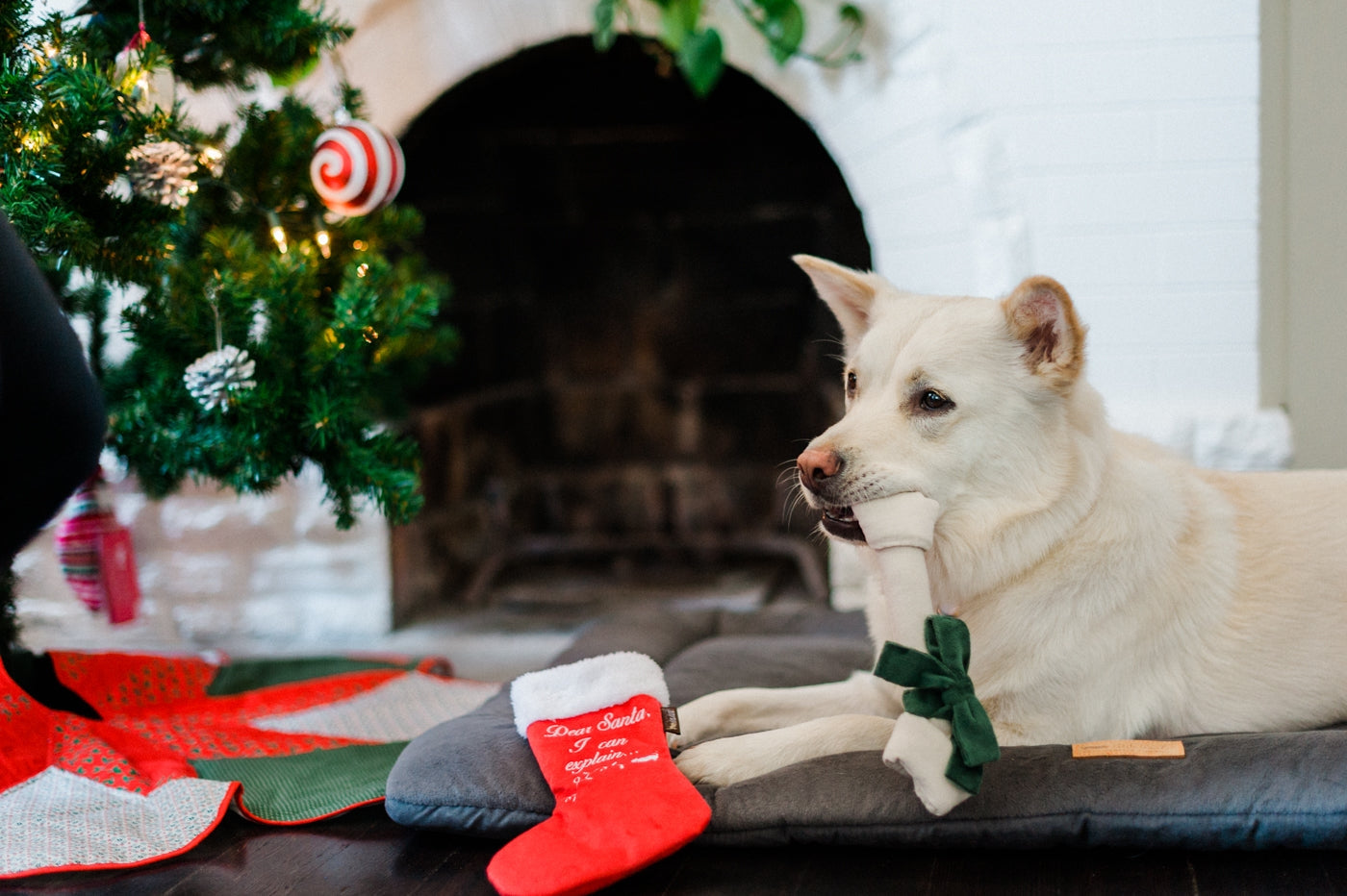 P.L.A.Y. Fröhliche Woofmas Gute Hundestrumpf