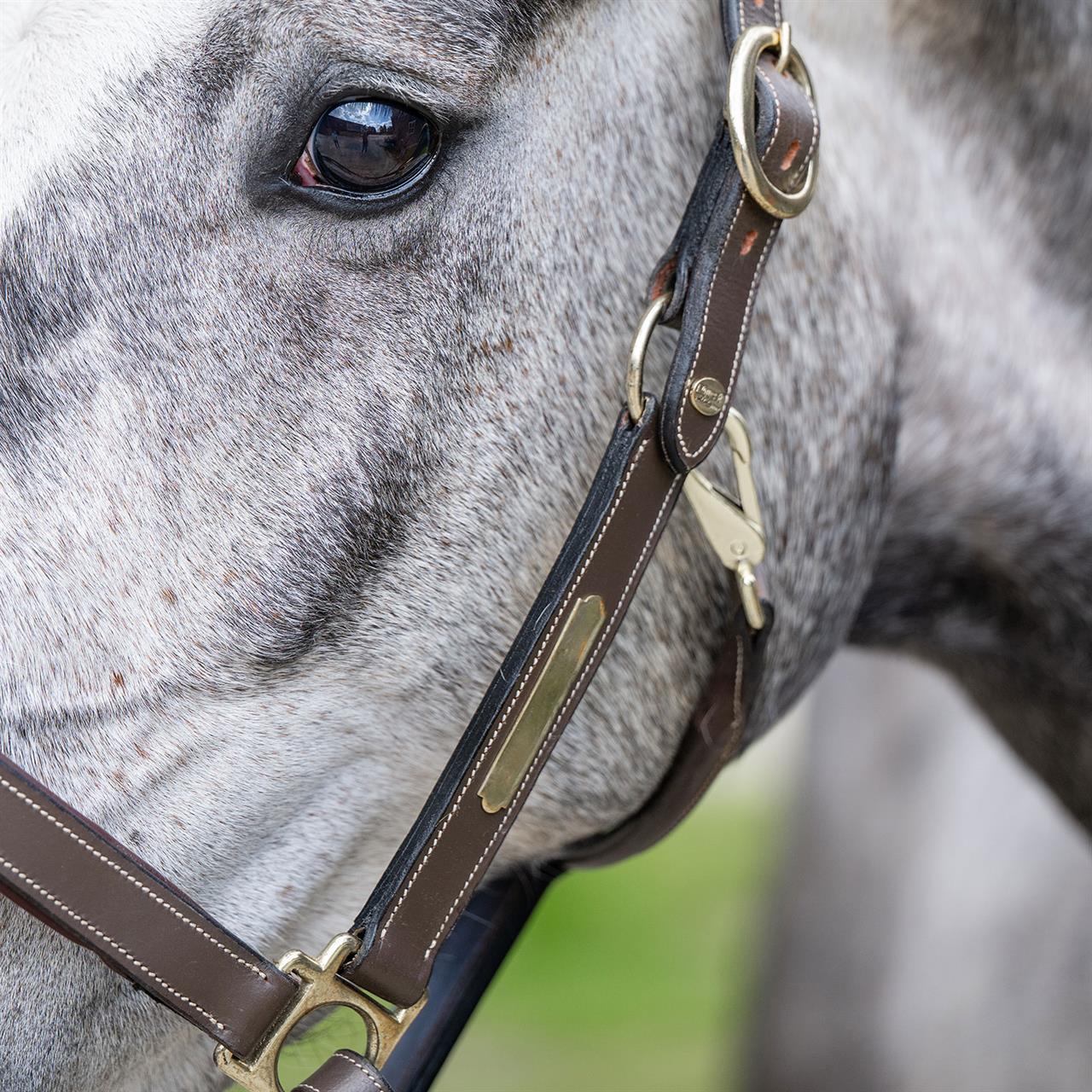 Dark Gray EQUEST® Lederhalfter Inscribe