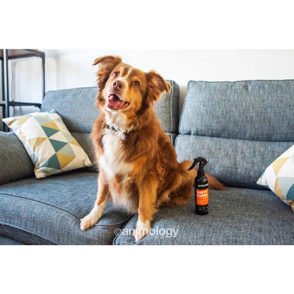 Animology Dirty Dawg No Rinse Dog Shampoo 250 ml