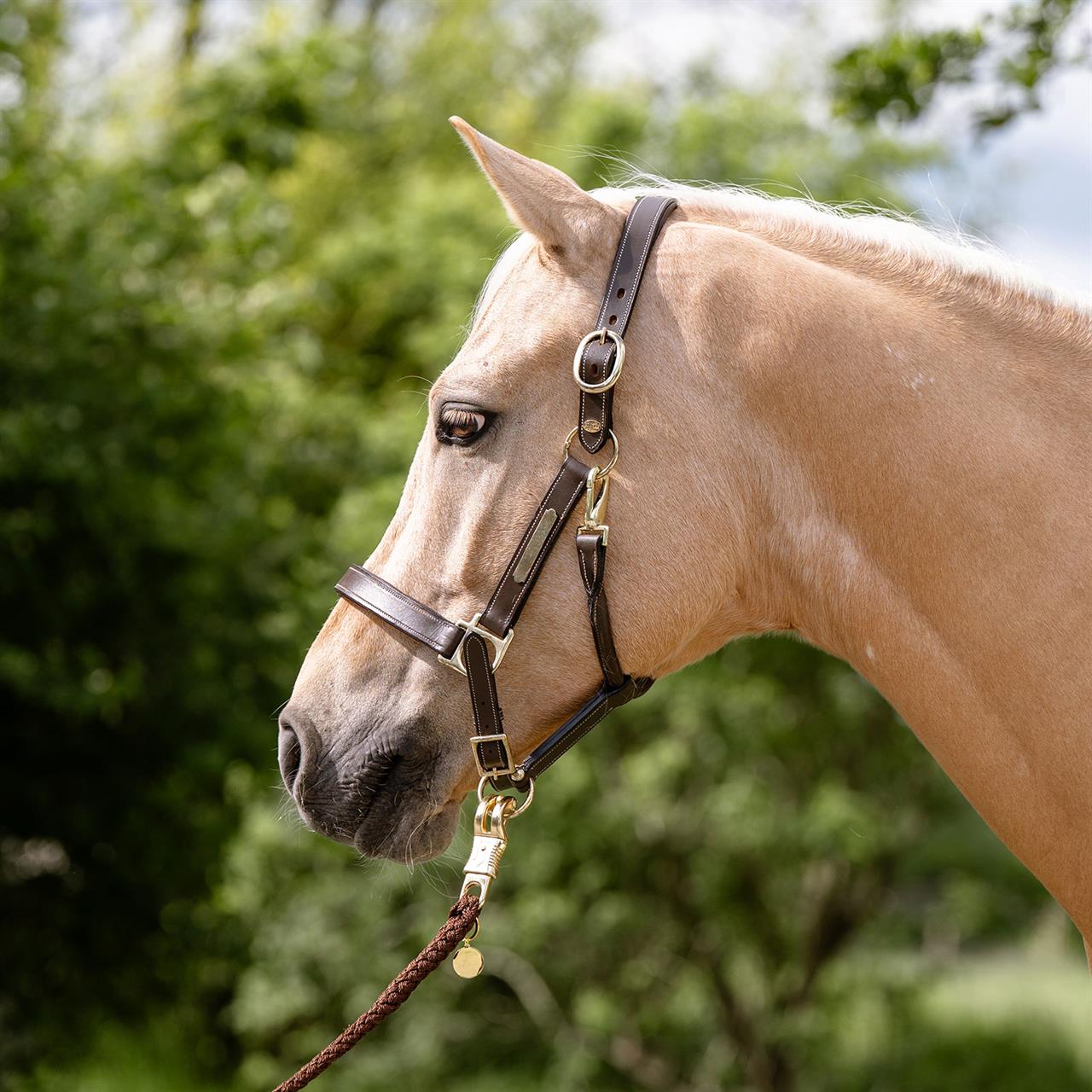 Dark Olive Green EQUEST® Lederhalfter Inscribe