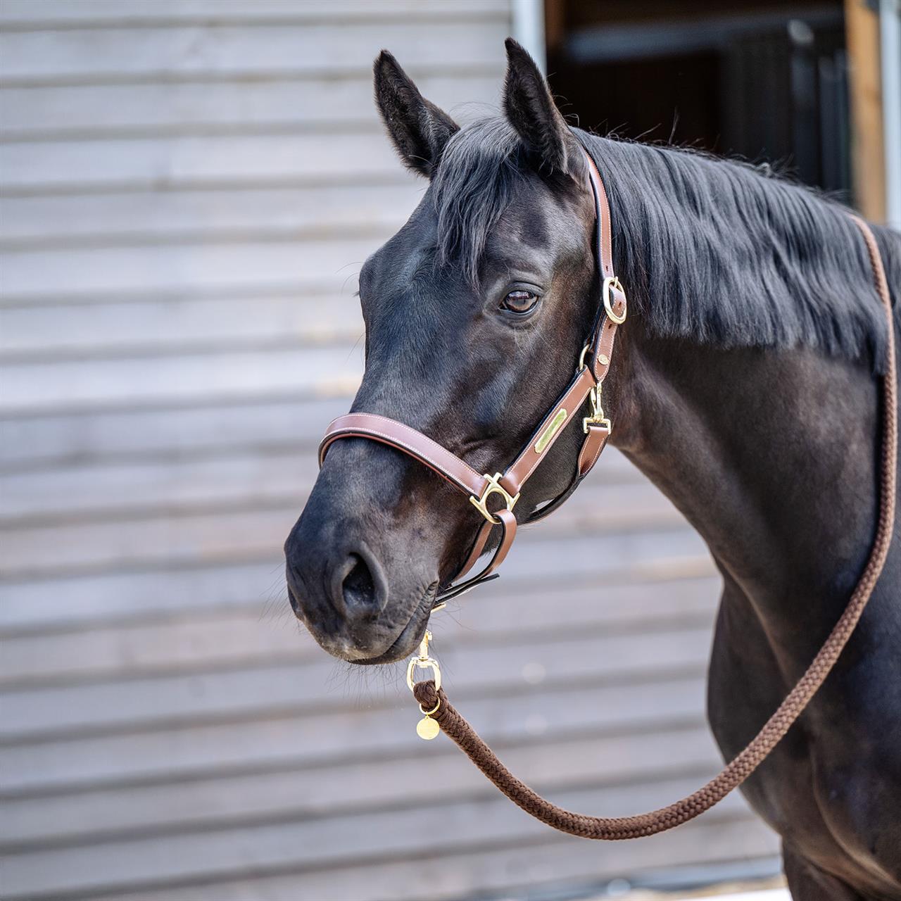 Dark Gray EQUEST® Lederhalfter Inscribe