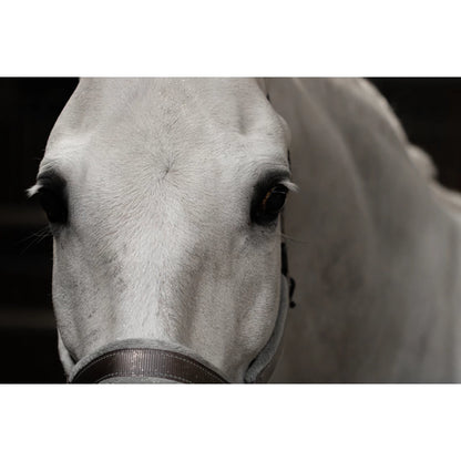 Dark Slate Gray Lucky Horse Unicorn Glitter Spray