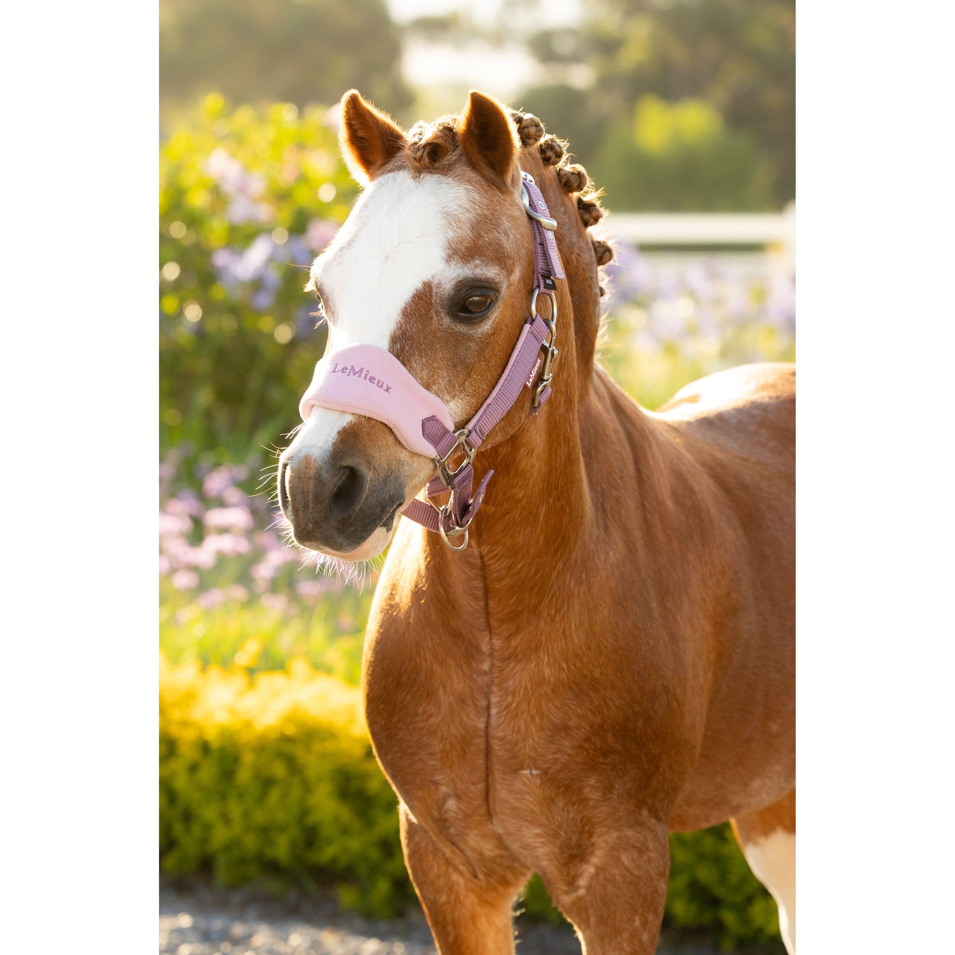 LeMieux Mini Vogue Halfter und Führstrick - Kaster Cheval