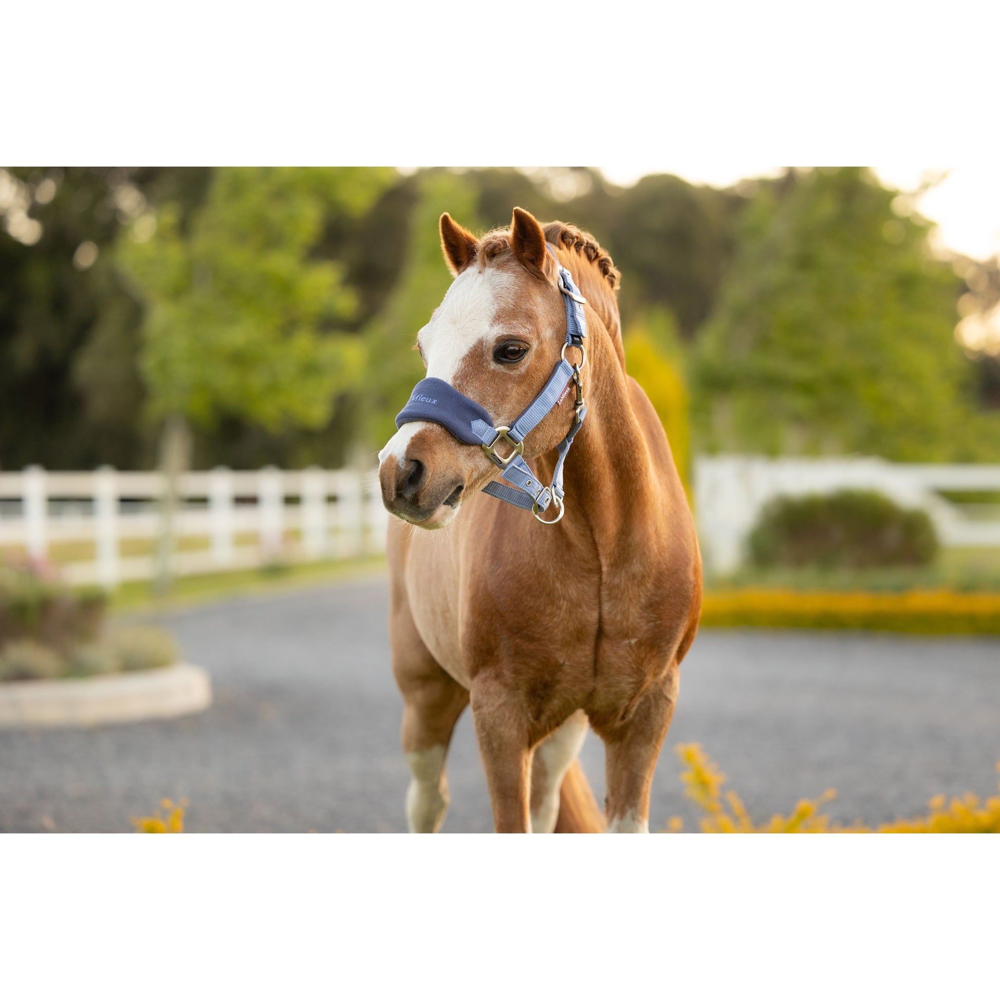 LeMieux Mini Vogue Halfter und Führstrick - Kaster Cheval