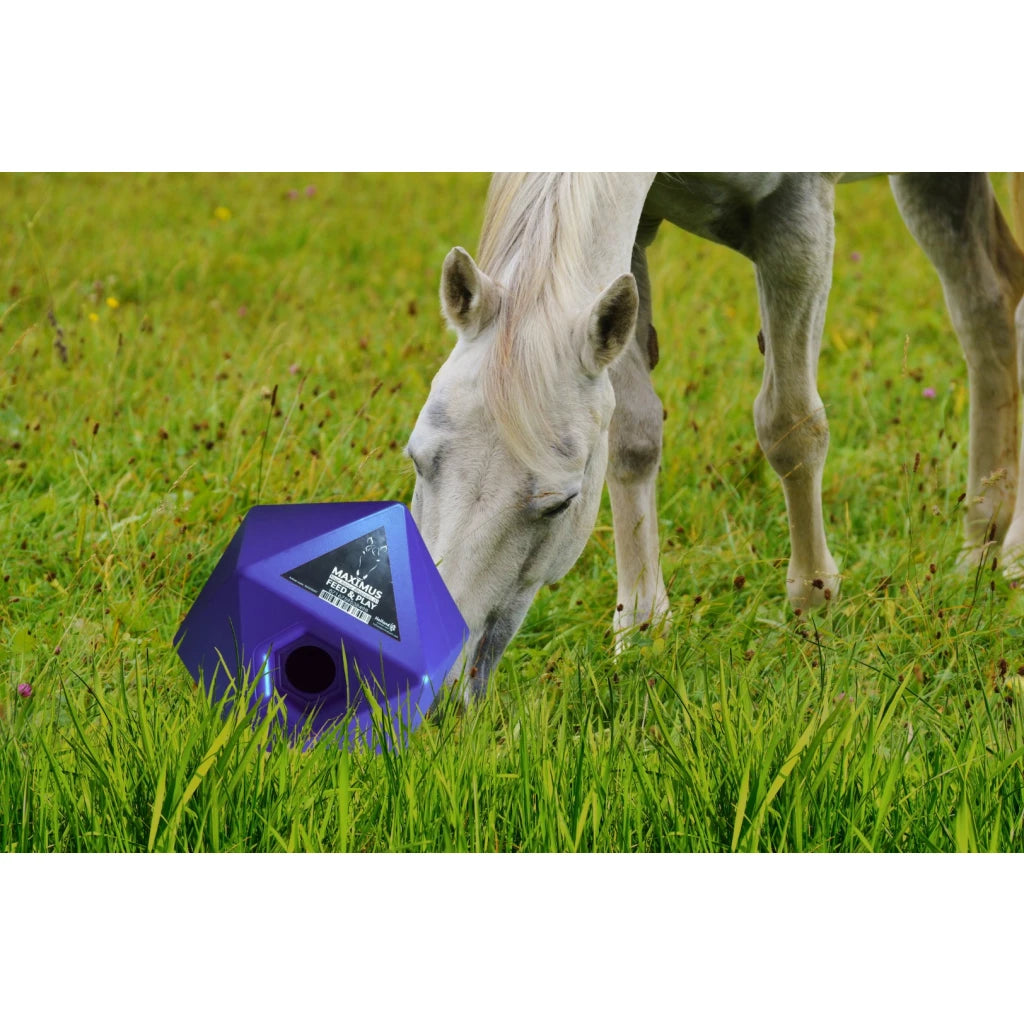 Excellent Horse Maximus Feed & Play