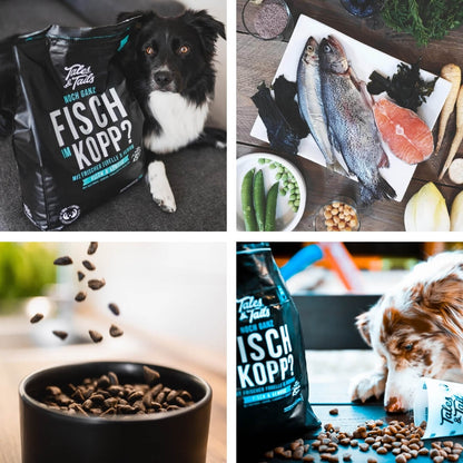 Tales & Tails Noch ganz Fisch im Kopp?