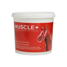 Muscle +