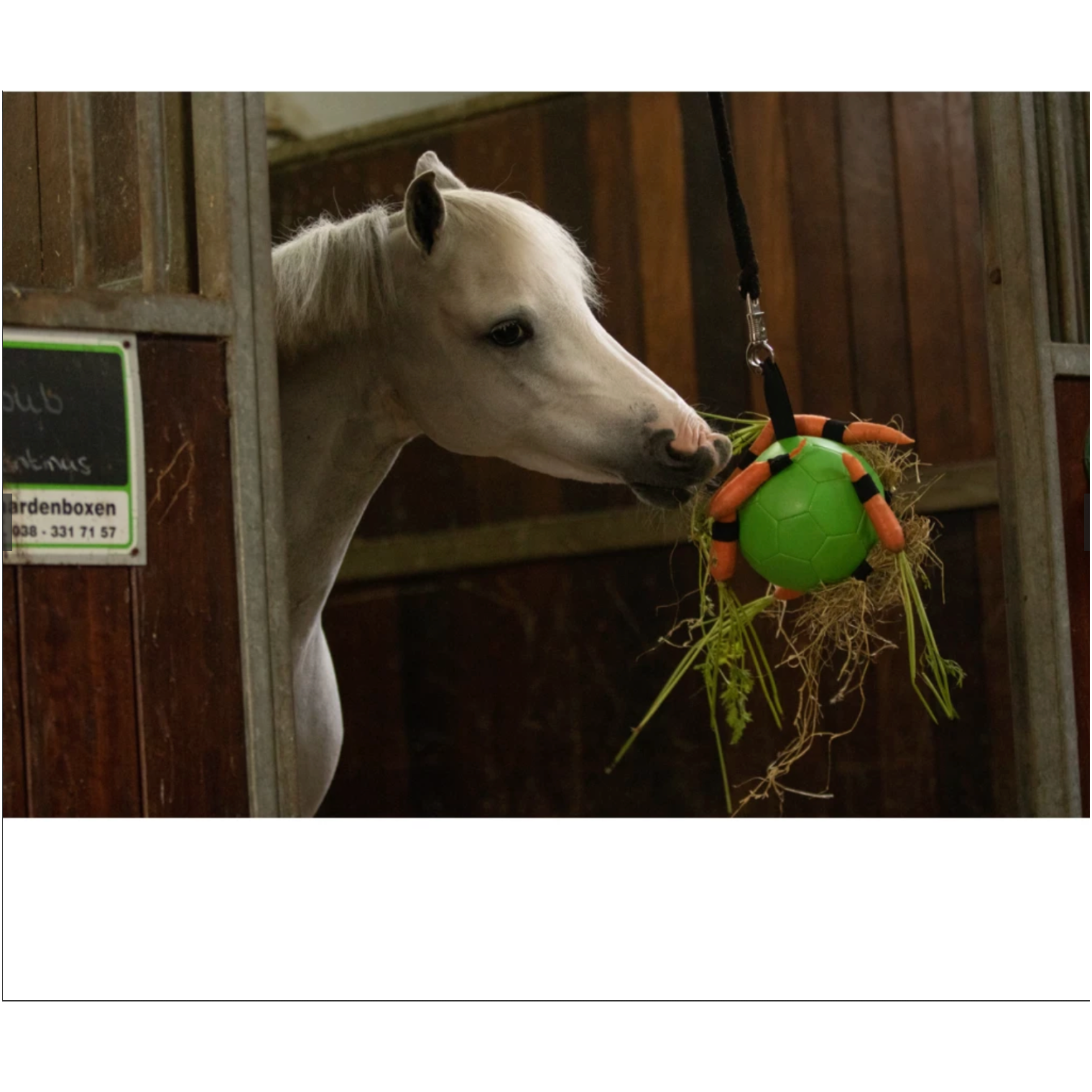 Black Excellent Horse Fun Play Ball
