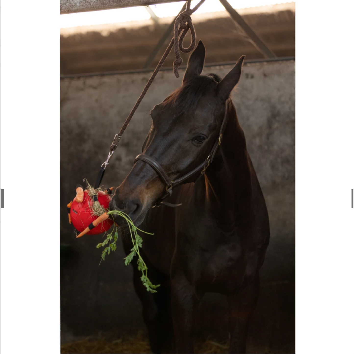 Black Excellent Horse Fun Play Ball