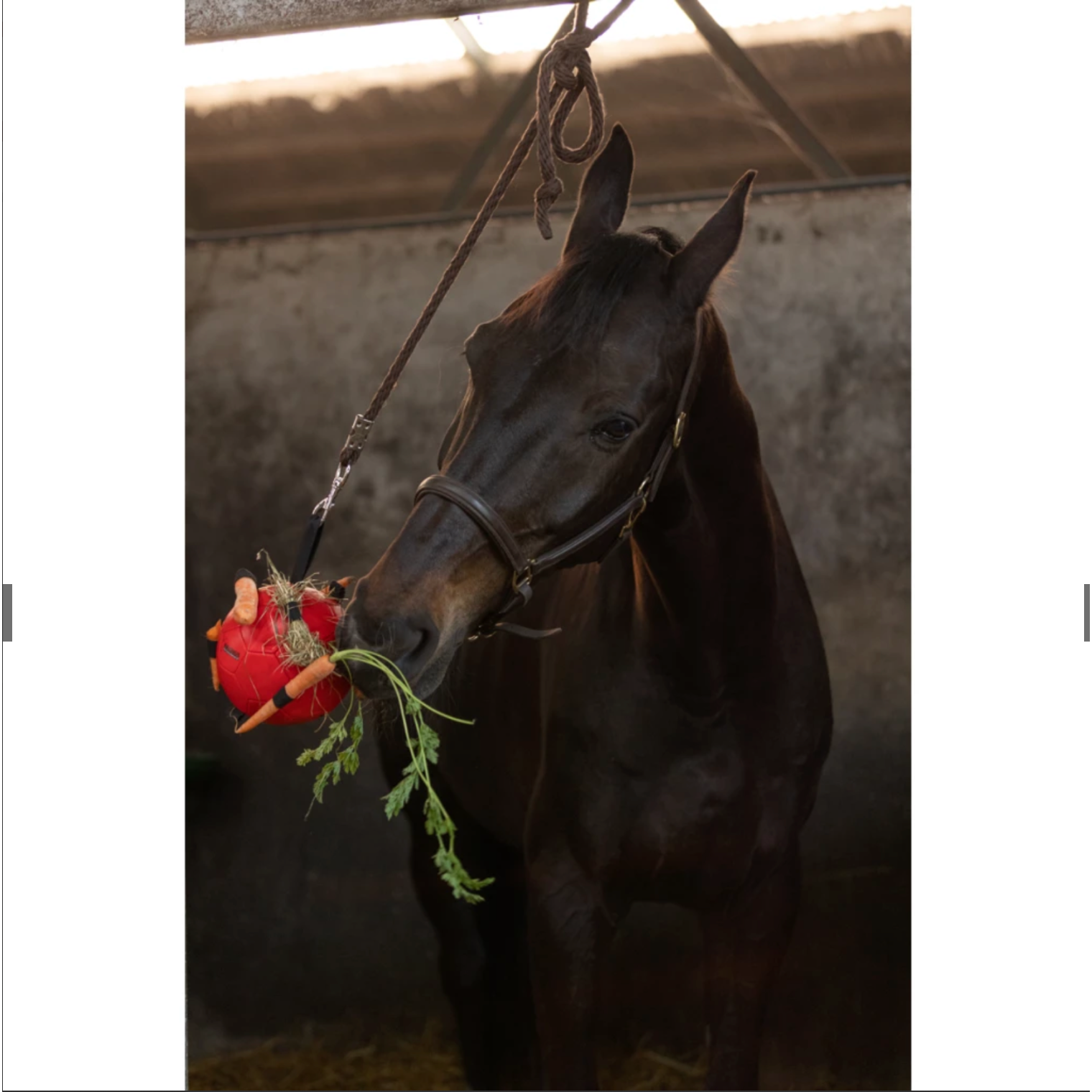 Black Excellent Horse Fun Play Ball