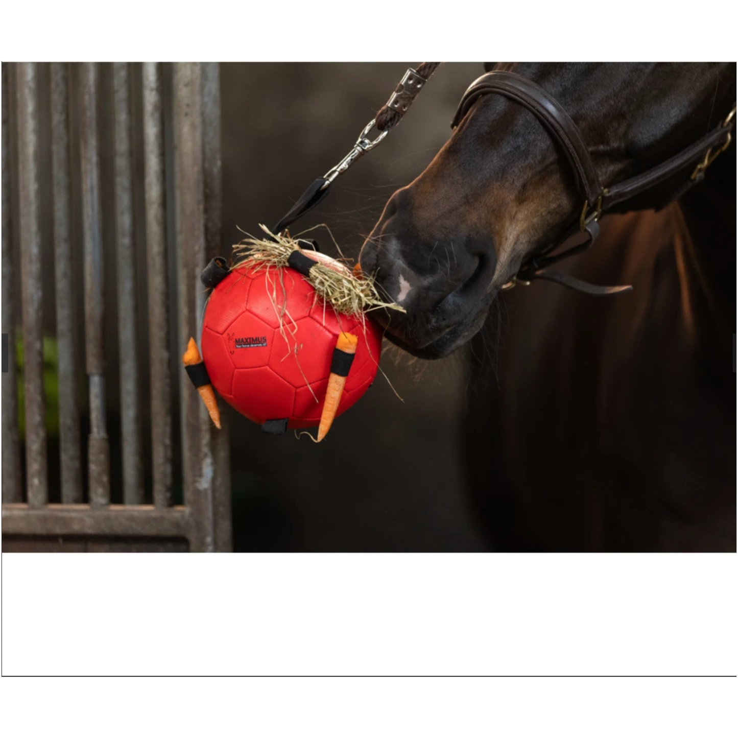 Black Excellent Horse Fun Play Ball