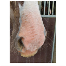 Excellent Horse Sonnencreme LSF 30 150 g