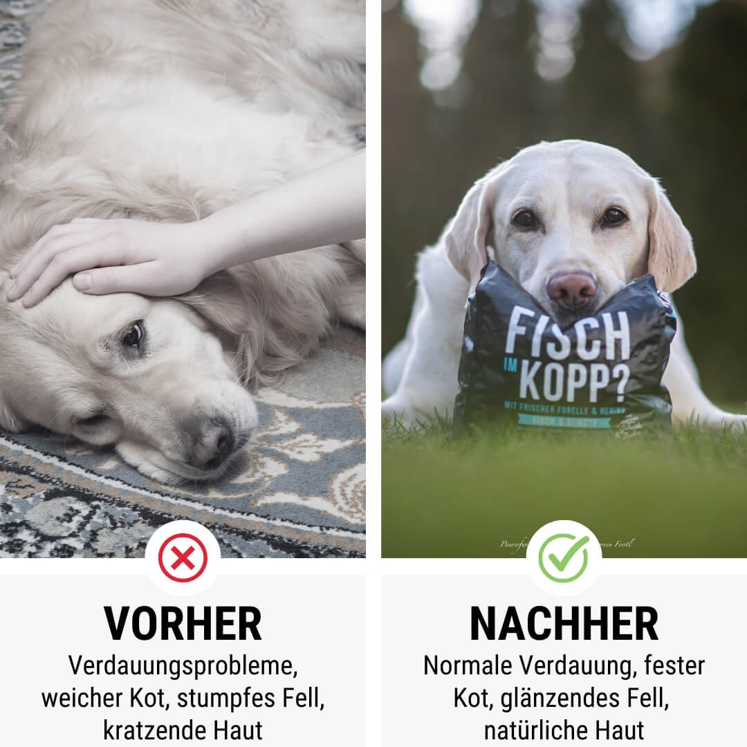 Tales & Tails Noch ganz Fisch im Kopp?