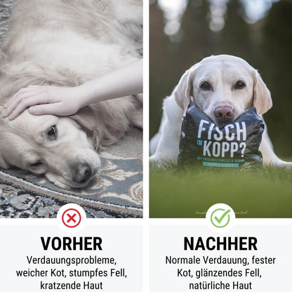 Tales & Tails Noch ganz Fisch im Kopp?