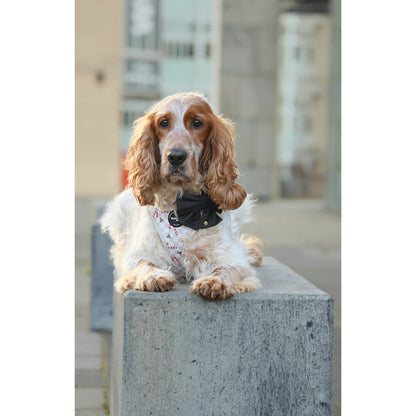 Festliche Schleife XL – Schwarz – Hunde-Schleife Weihnachten