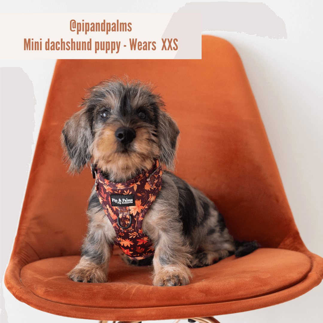 Hundegeschirr Falling For You