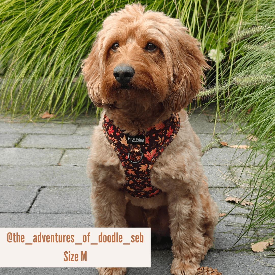 Hundegeschirr Falling For You