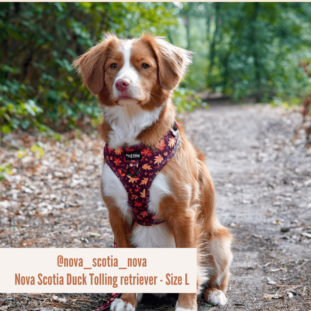 Hundegeschirr Falling For You
