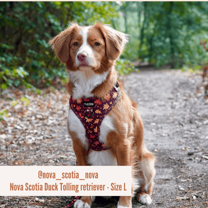 Hundegeschirr Falling For You