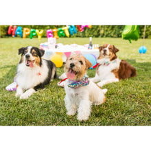 Croci Halsband Fliege Rainbow Party