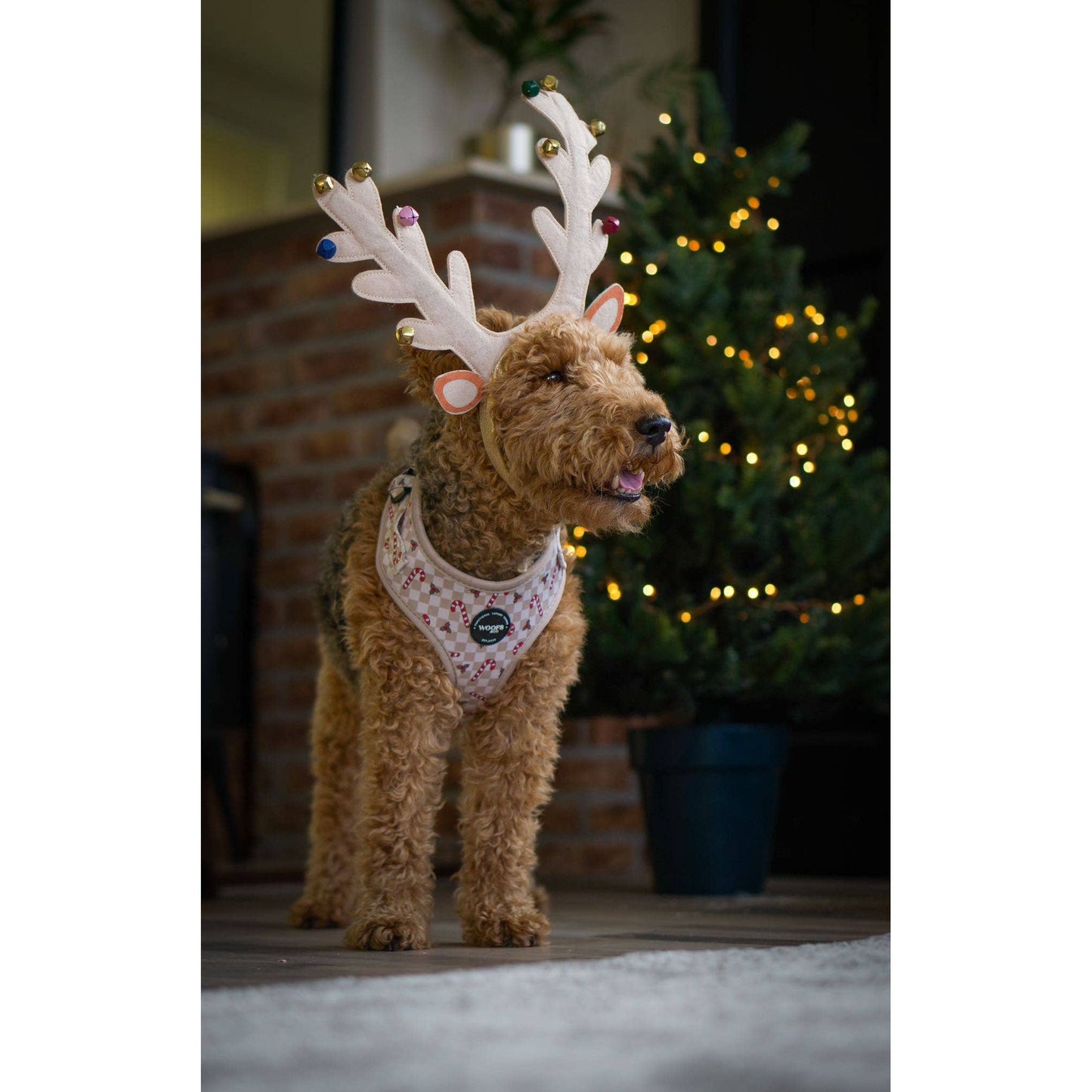 Geschirr – Jolly Woofs Kollektion