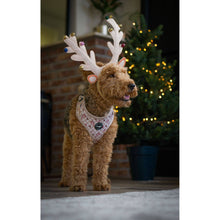 Geschirr – Jolly Woofs Kollektion