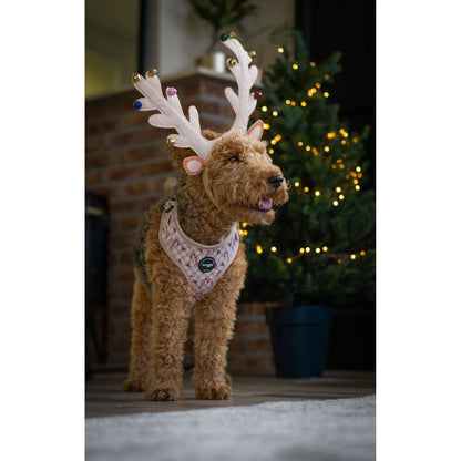 Geschirr – Jolly Woofs Kollektion