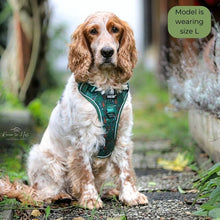 PawStory - Trail Buddy Harnass - Kleiner Abenteurer
