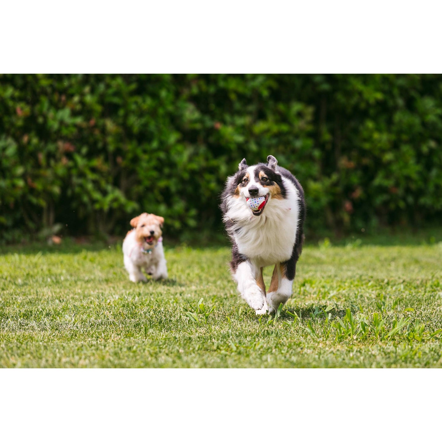 Dark Khaki Croci Spielball „It‘s my Birthday“