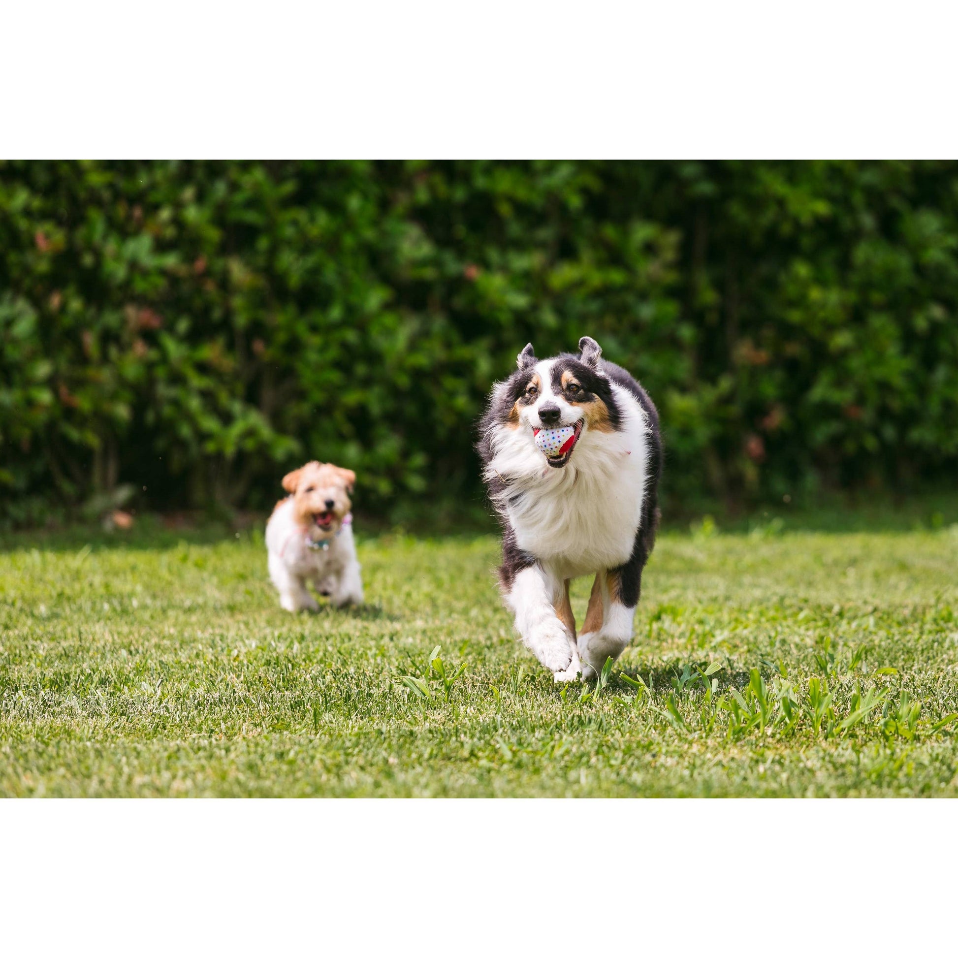 Dark Khaki Croci Spielball „It‘s my Birthday“