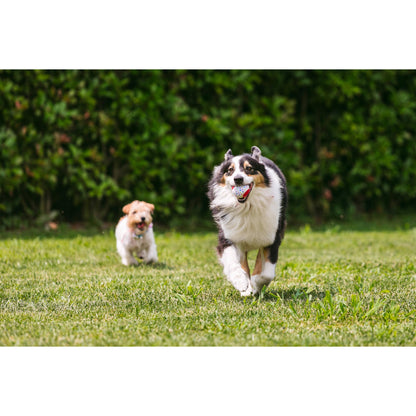 Dark Khaki Croci Spielball „It‘s my Birthday“