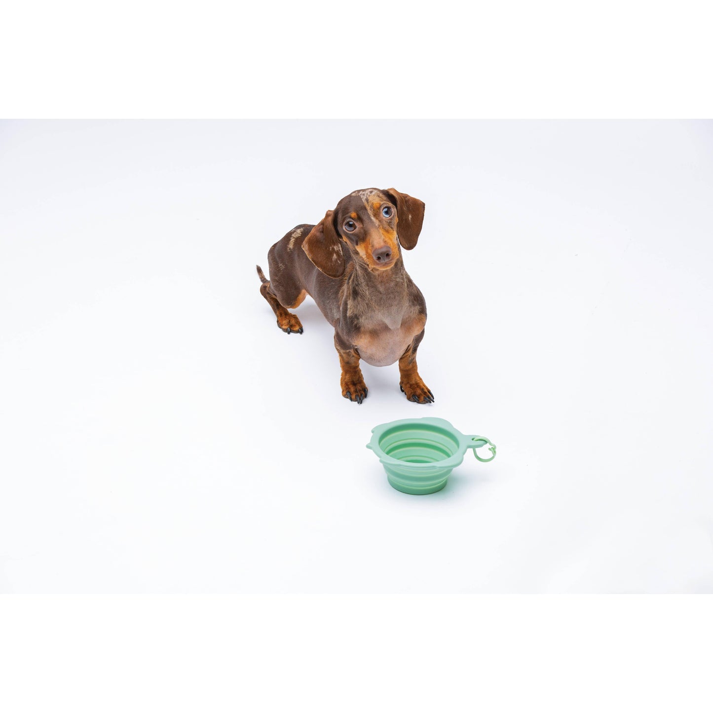 White Smoke United Pets Faltbarer Napf 200 ml „Turtle“