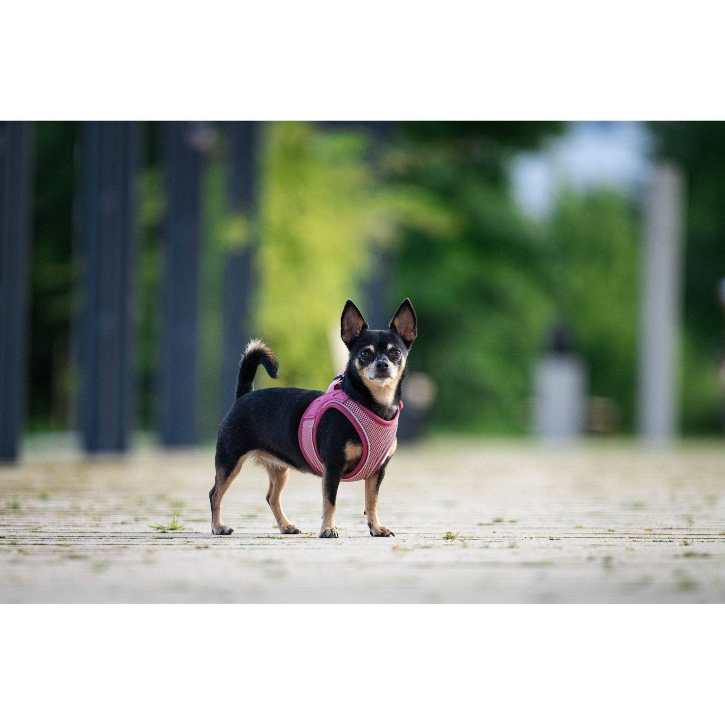 Air Vest Dog Harness - Matrix 2.0 Rose