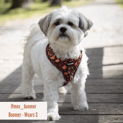 Hundegeschirr Falling For You