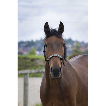 NORTON Knotenhalfter - Pearl - Kaster Cheval