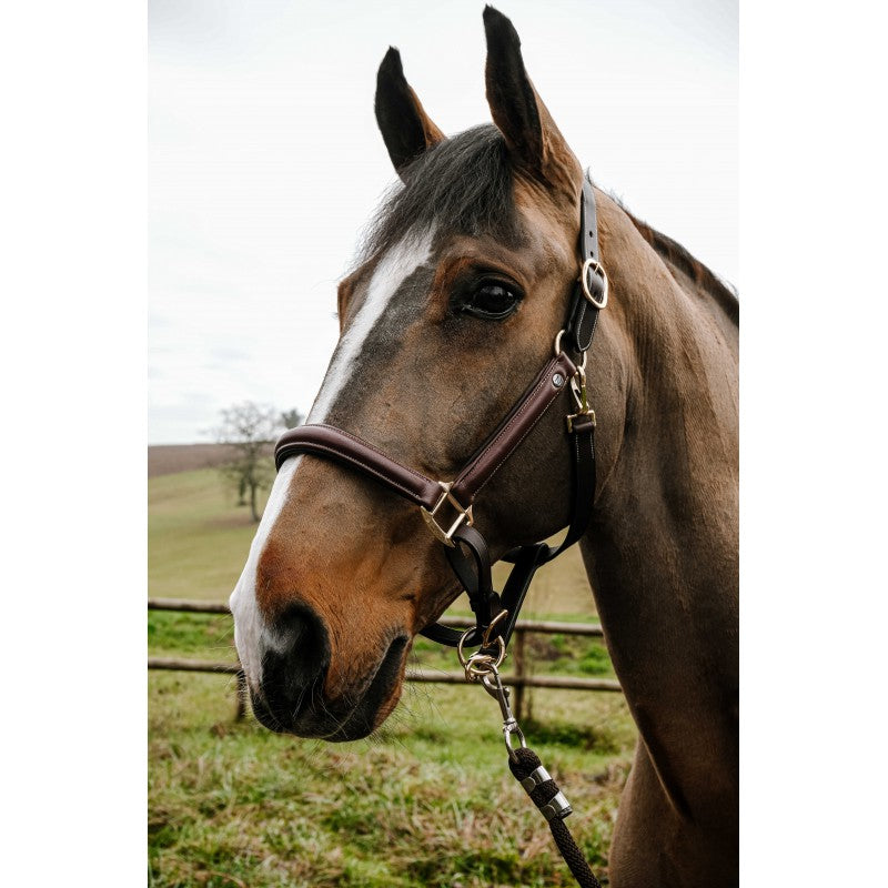 NORTON Spring Grooming Halfter – Geöltes Leder