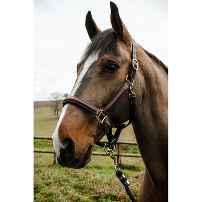 NORTON Spring Grooming Halfter – Geöltes Leder