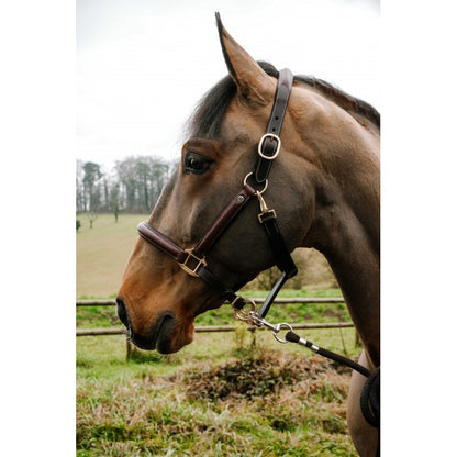 NORTON Spring Grooming Halfter – Geöltes Leder