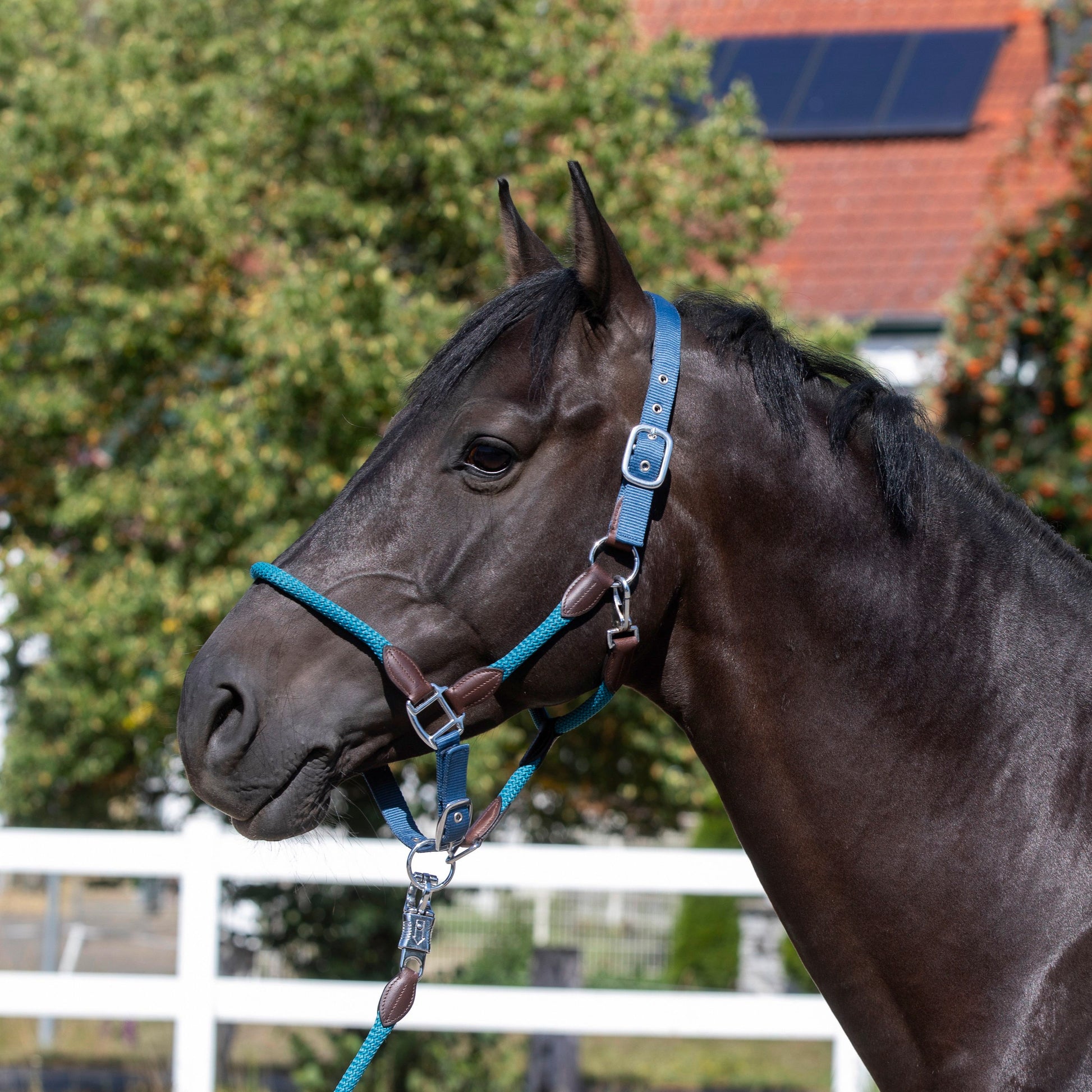 Dark Slate Gray Halfter "Dublin"